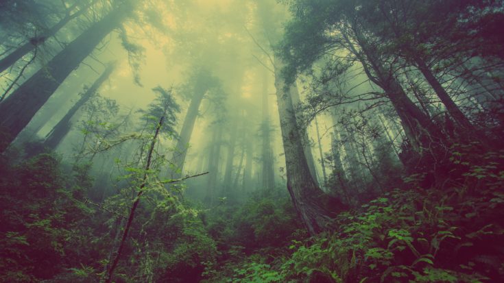 forest canopy - via unsplash - Brands that do more post